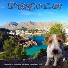 a small dog standing on top of a rocky hill next to a body of water