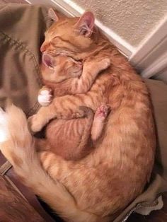 an orange cat sleeping on top of another cat