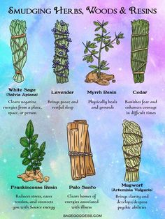 the different types of trees and their roots