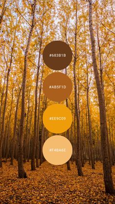 the four colors of autumn are shown in this image