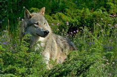 a wolf is standing in the tall grass