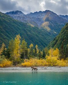 an animal that is standing in the water near some trees and mountains on a cloudy day