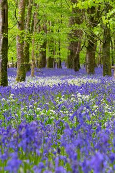 bluebells are blooming in the woods on a sunny day with green trees