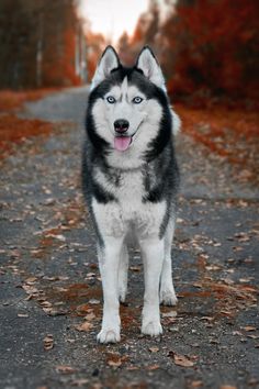 a black and white husky dog standing in the middle of a road with fall leaves