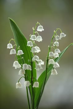 a bunch of white flowers with green leaves