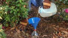 a person is watering water from a bucket in the ground next to some plants and flowers