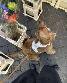 a brown dog sitting on top of a brick floor next to a table with flowers