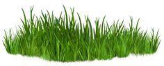 some green grass on a white background