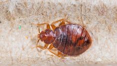 a bed bug sitting on the side of a wall