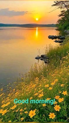 the sun is setting over a lake with yellow flowers on it and some rocks in the water