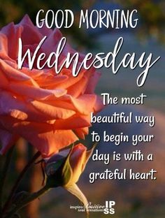 a pink rose with the words good morning wednesday written in white on it and an image of