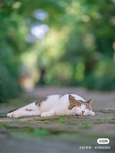 a cat laying down on the ground in front of some green trees and bushes with its eyes closed