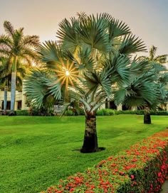 a palm tree in the middle of a lush green field