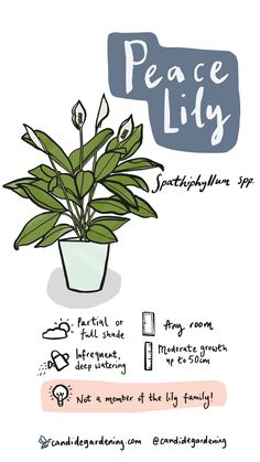 a potted plant with the words peace lily on it and instructions for how to care