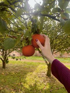 a person reaching up to pick some fruit from a tree