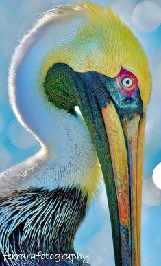 a close up of a bird with a long beak