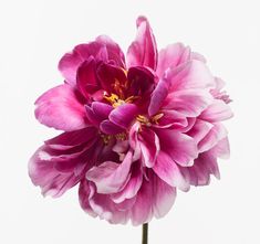 a single pink flower is shown against a white background