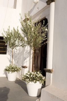 three potted olive trees in front of a white building