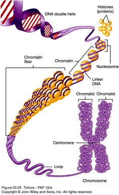 the structure of an animal's cell, labeled in purple and yellow with text