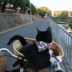 a black and white cat sitting in a basket on the back of a bicycle