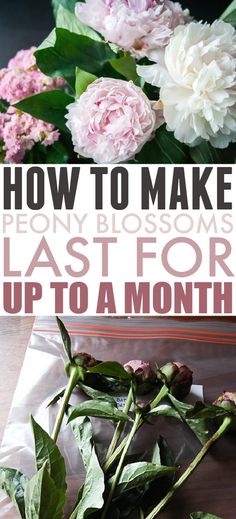 pink flowers and green leaves on a table with text overlay how to make peony blossoms last for up to a month