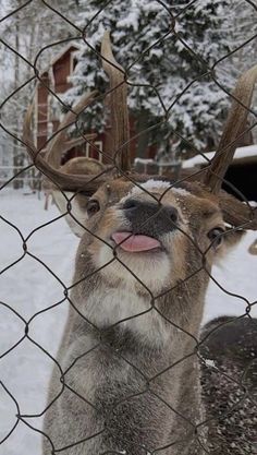 a deer sticking its tongue out behind a fence with snow on the ground and trees in the background