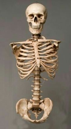 a human skeleton is shown with the lower body visible in this image, and it appears to be looking very old