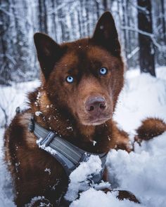 a brown dog with blue eyes sitting in the snow