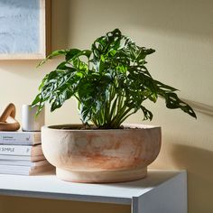 a potted plant sitting on top of a white table next to books and a pair of shoes