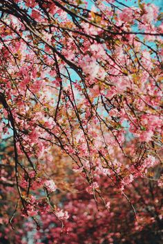 pink flowers are blooming on the branches of trees