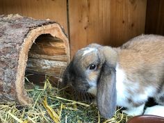 a small rabbit is sitting in hay next to a log and some straw on the ground