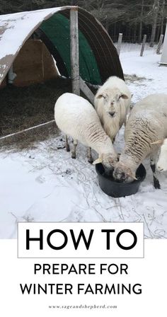 three sheep eating out of a black bowl in the snow with text overlay how to prepare for winter farming