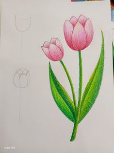 a drawing of two pink tulips with green leaves on top and another one in the background