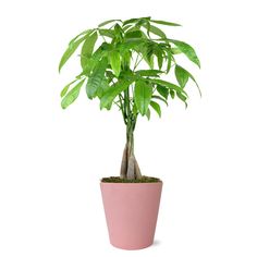 PRICES MAY VARY. LIVE INDOOR PLANT – Brighten someone’s day with a fantastic Money Tree. Perfect for home décor, this living Pachira Money Tree Plant will add color and joy to any space! It is also pet friendly and air-purifying! BEST VALENTINE’S DAY GIFT – Say “I Love You” with a plant that lasts! This houseplant is the perfect gift for Valentine’s Day, Mother’s Day, anniversaries, or just because! Take advantage of our special plant delivery and let someone special know you love them. SAFE SHI Pachira Money Tree, Grow Money, Pink Pottery, Money Tree Plant, Top Gifts For Women, Blush Decor, Live Indoor Plants, Plant Stakes, Planter Gift