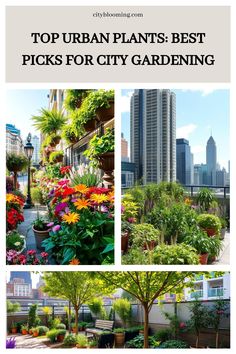 Urban rooftop gardens with a variety of vibrant flowers and greenery.