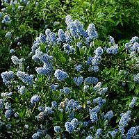 blue flowers are blooming in the bushes