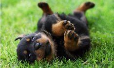 a dog laying on its back in the grass with it's paws up to his face