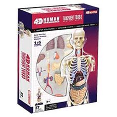 the human model is shown in its box