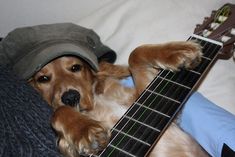 a brown dog laying on top of a bed next to a guitar