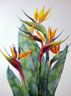 this is a painting of birds of paradise in watercolor and pencils on paper