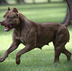 a brown dog running across a lush green field