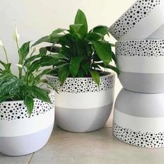 three potted plants sitting next to each other on top of a cement floor covered in black and white stripes