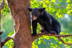 a black bear sitting on top of a tree branch