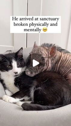 two cats cuddle together in a bed with the caption he arrived at sanctuary broken physically and mentally