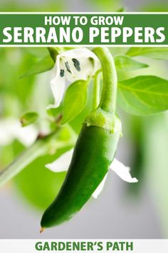 how to grow serrano peppers in your garden's path from seed to flower