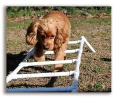 a brown dog is running through an obstacle course