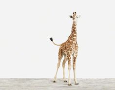 a giraffe standing on top of a wooden floor next to a white wall