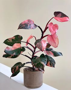 a potted plant with pink and green leaves on top of a white shelf next to a wall