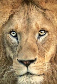 a close up of a lion's face with blue eyes