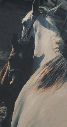 two horses standing next to each other in the dirt